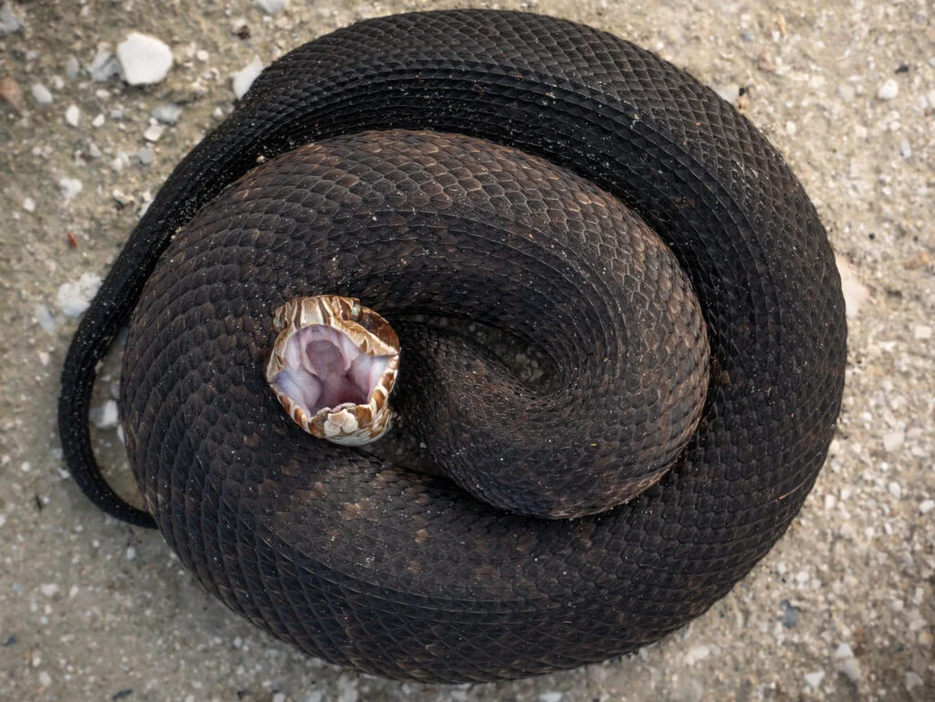 cottonmouth-snake-found-maumelle-high-school